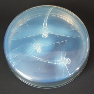 Rene Lalique Opalescent Glass 'Georgette' Box 