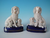 Pair Small Staffordshire poodles with pups