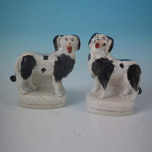 Pair Staffordshire spaniels with tongues out